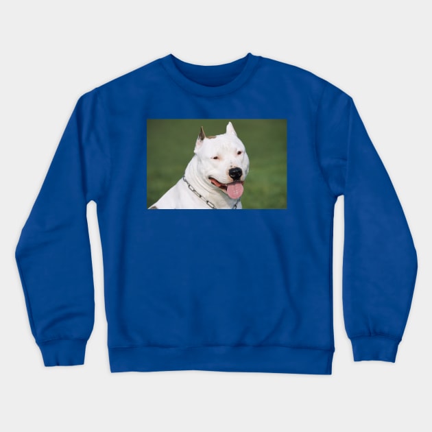 American Staffordshire Bull Terrier. Crewneck Sweatshirt by ScienceSource